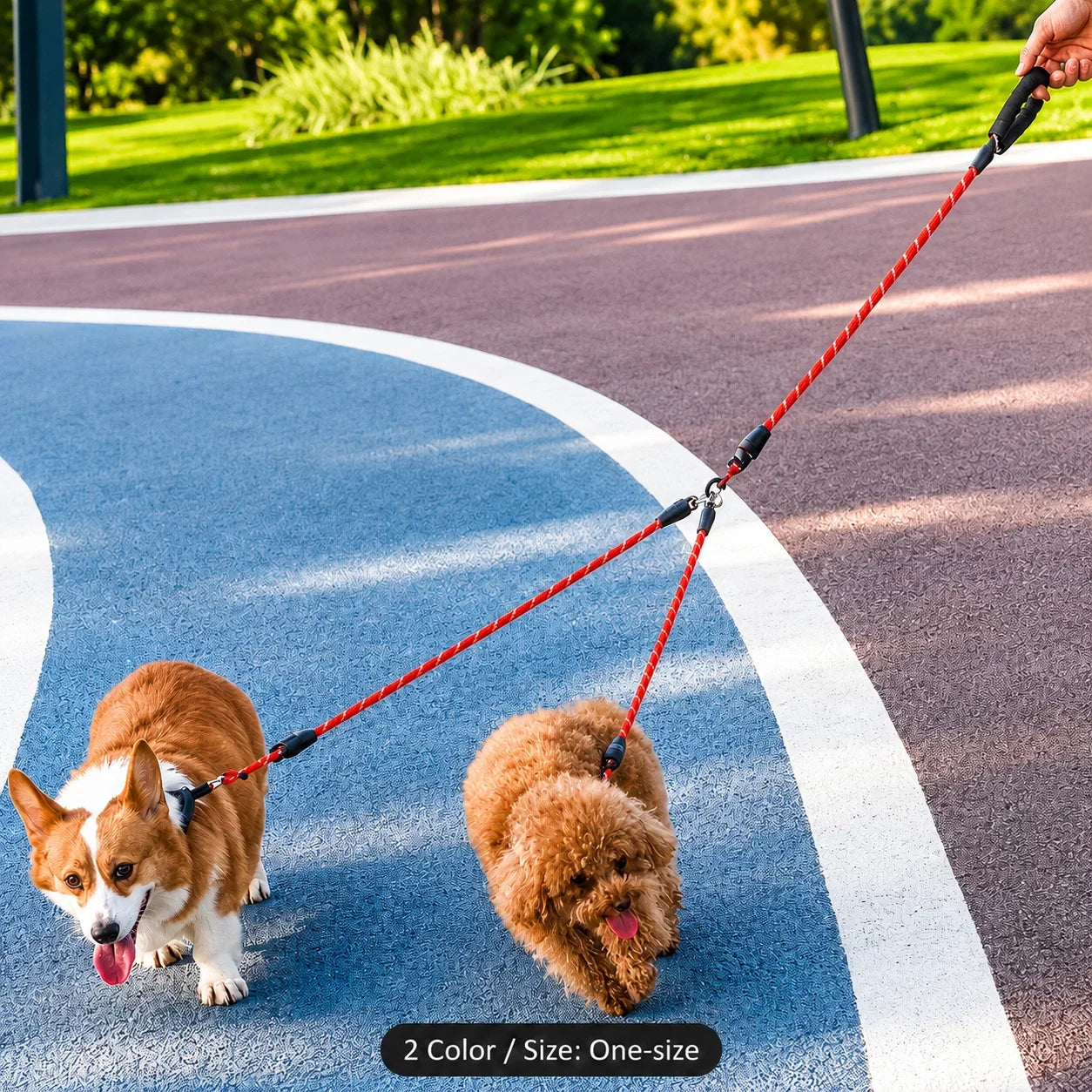 Two small dogs on a red multi-leash harness system outdoors on a blue running track, with a human hand holding the handle at the top right.